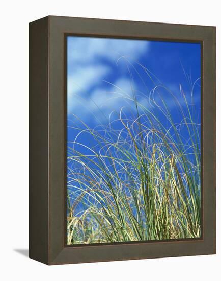 Dune Grass, Florida Keys-Lauree Feldman-Framed Premier Image Canvas