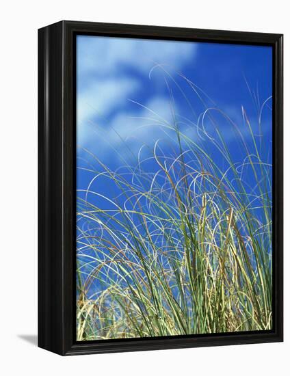 Dune Grass, Florida Keys-Lauree Feldman-Framed Premier Image Canvas