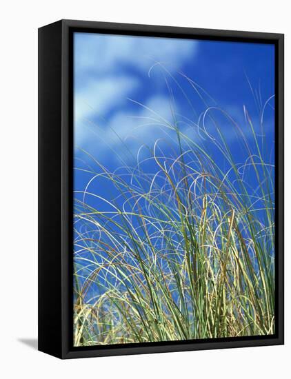 Dune Grass, Florida Keys-Lauree Feldman-Framed Premier Image Canvas