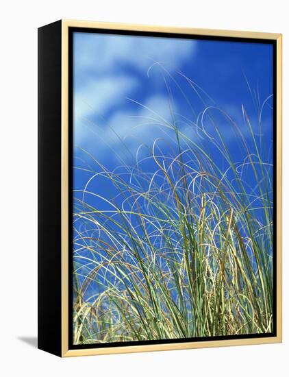 Dune Grass, Florida Keys-Lauree Feldman-Framed Premier Image Canvas