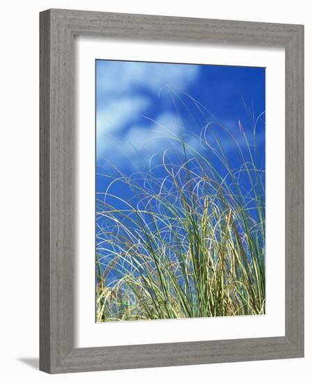 Dune Grass, Florida Keys-Lauree Feldman-Framed Photographic Print