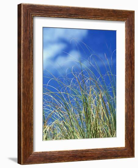 Dune Grass, Florida Keys-Lauree Feldman-Framed Photographic Print