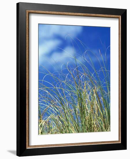 Dune Grass, Florida Keys-Lauree Feldman-Framed Photographic Print