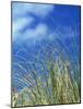 Dune Grass, Florida Keys-Lauree Feldman-Mounted Photographic Print