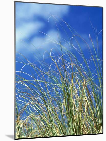 Dune Grass, Florida Keys-Lauree Feldman-Mounted Photographic Print