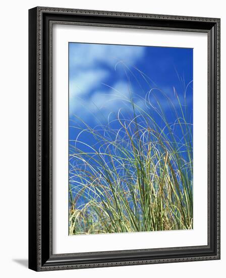 Dune Grass, Florida Keys-Lauree Feldman-Framed Photographic Print