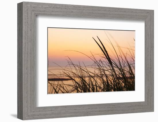 Dune Grasses at Coast Guard Beach in the Cape Cod National Seashore. Eastham, Massachusetts-Jerry and Marcy Monkman-Framed Photographic Print