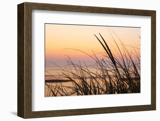 Dune Grasses at Coast Guard Beach in the Cape Cod National Seashore. Eastham, Massachusetts-Jerry and Marcy Monkman-Framed Photographic Print