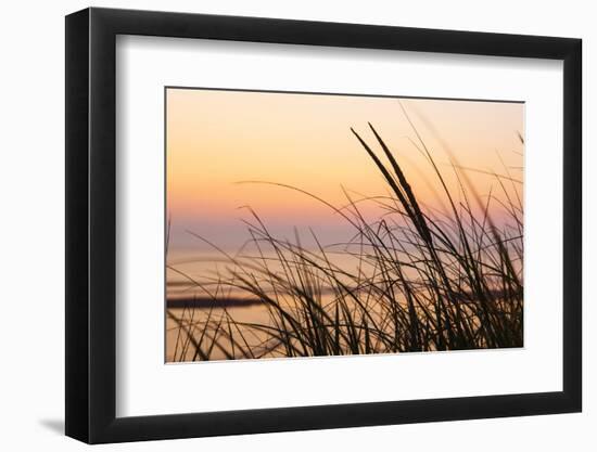 Dune Grasses at Coast Guard Beach in the Cape Cod National Seashore. Eastham, Massachusetts-Jerry and Marcy Monkman-Framed Photographic Print