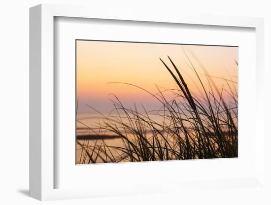 Dune Grasses at Coast Guard Beach in the Cape Cod National Seashore. Eastham, Massachusetts-Jerry and Marcy Monkman-Framed Photographic Print