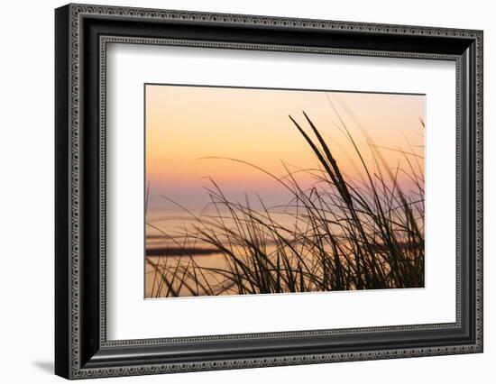 Dune Grasses at Coast Guard Beach in the Cape Cod National Seashore. Eastham, Massachusetts-Jerry and Marcy Monkman-Framed Photographic Print