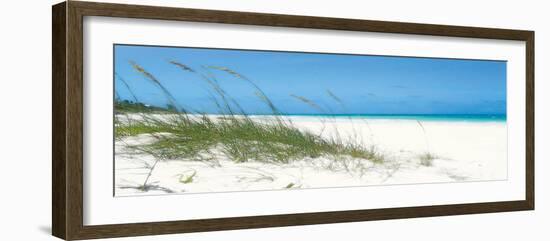 Dune Grasses-Malcolm Sanders-Framed Giclee Print