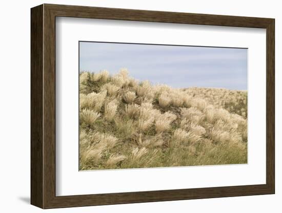 Dune Landscape, Detail, Germany, Lower Saxony, Ostfryingland-Roland T.-Framed Photographic Print