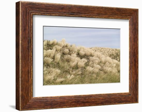 Dune Landscape, Detail, Germany, Lower Saxony, Ostfryingland-Roland T.-Framed Photographic Print