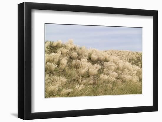 Dune Landscape, Detail, Germany, Lower Saxony, Ostfryingland-Roland T.-Framed Photographic Print