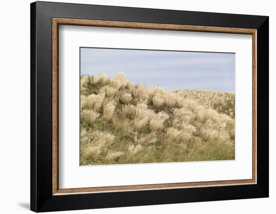 Dune Landscape, Detail, Germany, Lower Saxony, Ostfryingland-Roland T.-Framed Photographic Print