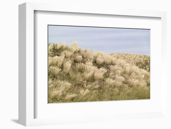 Dune Landscape, Detail, Germany, Lower Saxony, Ostfryingland-Roland T.-Framed Photographic Print