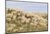 Dune Landscape, Detail, Germany, Lower Saxony, Ostfryingland-Roland T.-Mounted Photographic Print