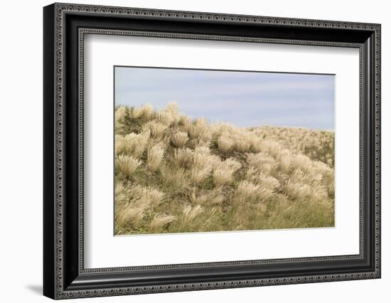 Dune Landscape, Detail, Germany, Lower Saxony, Ostfryingland-Roland T.-Framed Photographic Print