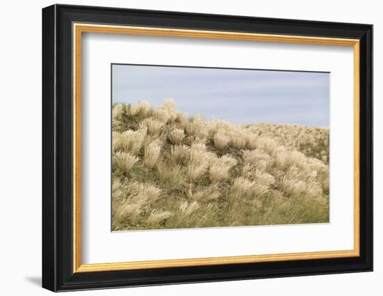 Dune Landscape, Detail, Germany, Lower Saxony, Ostfryingland-Roland T.-Framed Photographic Print