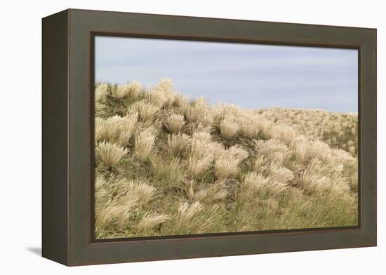 Dune Landscape, Detail, Germany, Lower Saxony, Ostfryingland-Roland T.-Framed Premier Image Canvas