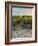 Dune Path Gull-Bruce Dumas-Framed Giclee Print