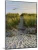 Dune Path Gull-Bruce Dumas-Mounted Giclee Print