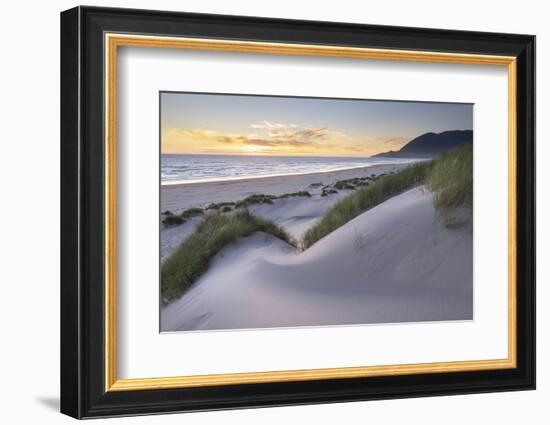 Dunes and dune grass at sunset. Nehalem State Park, Oregon.-Alan Majchrowicz-Framed Photographic Print