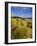 Dunes and Grasses, Mellon Udrigle, Wester Ross, Highlands Region, Scotland, UK, Europe-Neale Clarke-Framed Photographic Print