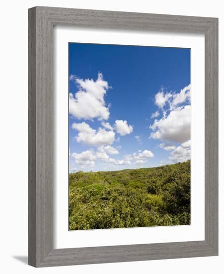 Dunes and Mediterranean Bush Behind Capalbio Beach, Capalbio, Grosseto Province, Tuscany, Italy-Nico Tondini-Framed Photographic Print