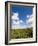 Dunes and Mediterranean Bush Behind Capalbio Beach, Capalbio, Grosseto Province, Tuscany, Italy-Nico Tondini-Framed Photographic Print