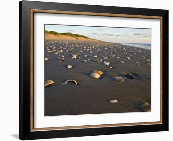 Dunes and Seashells on Padre Island, Texas, USA-Larry Ditto-Framed Photographic Print