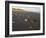 Dunes and Seashells on Padre Island, Texas, USA-Larry Ditto-Framed Photographic Print