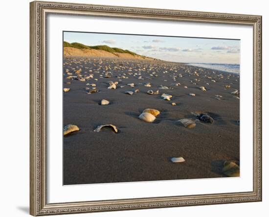 Dunes and Seashells on Padre Island, Texas, USA-Larry Ditto-Framed Photographic Print