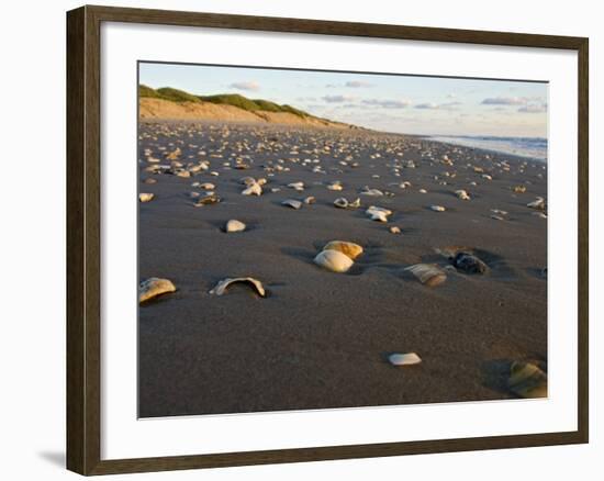 Dunes and Seashells on Padre Island, Texas, USA-Larry Ditto-Framed Photographic Print