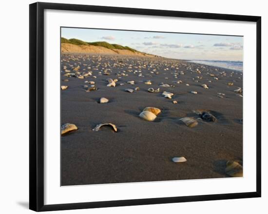 Dunes and Seashells on Padre Island, Texas, USA-Larry Ditto-Framed Photographic Print