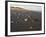 Dunes and Seashells on Padre Island, Texas, USA-Larry Ditto-Framed Photographic Print