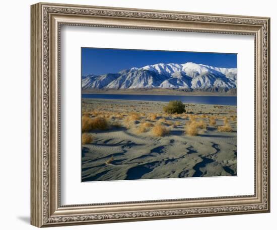 Dunes and Tumbleweeds, Walker Lake, Mt. Grant in Wassuk Range, Nevada, USA-Scott T^ Smith-Framed Photographic Print