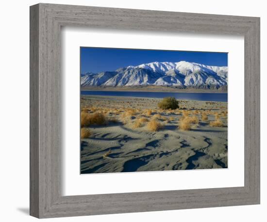 Dunes and Tumbleweeds, Walker Lake, Mt. Grant in Wassuk Range, Nevada, USA-Scott T^ Smith-Framed Photographic Print