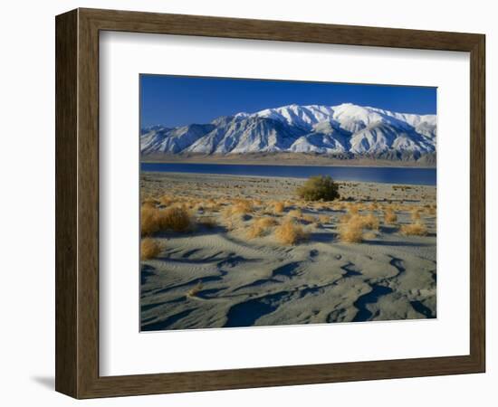 Dunes and Tumbleweeds, Walker Lake, Mt. Grant in Wassuk Range, Nevada, USA-Scott T^ Smith-Framed Photographic Print