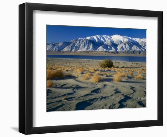 Dunes and Tumbleweeds, Walker Lake, Mt. Grant in Wassuk Range, Nevada, USA-Scott T^ Smith-Framed Photographic Print