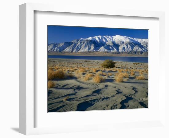 Dunes and Tumbleweeds, Walker Lake, Mt. Grant in Wassuk Range, Nevada, USA-Scott T^ Smith-Framed Photographic Print