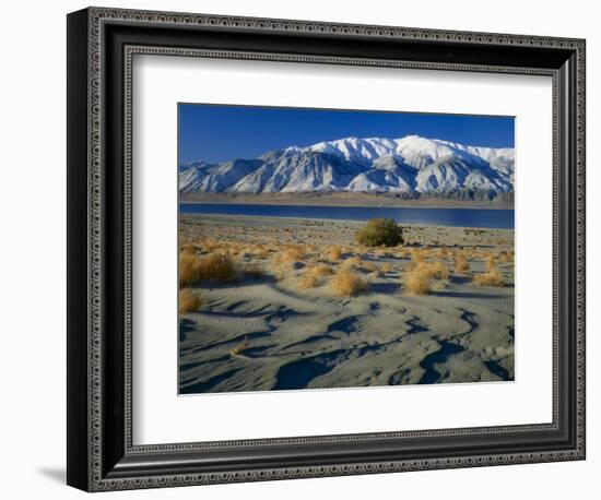 Dunes and Tumbleweeds, Walker Lake, Mt. Grant in Wassuk Range, Nevada, USA-Scott T^ Smith-Framed Photographic Print