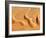 Dunes from Above, Sossusvlei, Namib-Naukluft National Park, Namib Desert, Namibia, Africa-Nadia Isakova-Framed Photographic Print