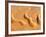 Dunes from Above, Sossusvlei, Namib-Naukluft National Park, Namib Desert, Namibia, Africa-Nadia Isakova-Framed Photographic Print