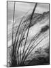 Dunes in the Cape Cod National Park-Ralph Morse-Mounted Photographic Print