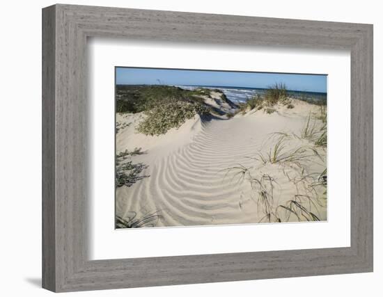 Dunes on South Padre Island.-Larry Ditto-Framed Photographic Print