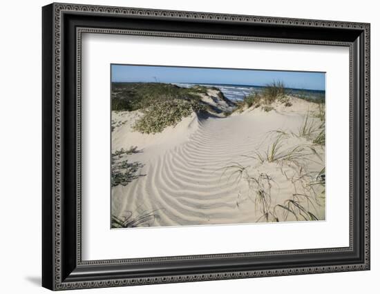 Dunes on South Padre Island.-Larry Ditto-Framed Photographic Print