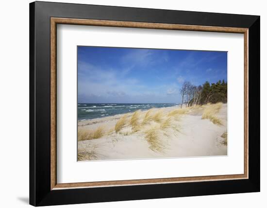 Dunes on the Western Beach of Darss Peninsula,-Uwe Steffens-Framed Photographic Print