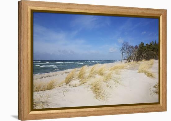 Dunes on the Western Beach of Darss Peninsula,-Uwe Steffens-Framed Premier Image Canvas